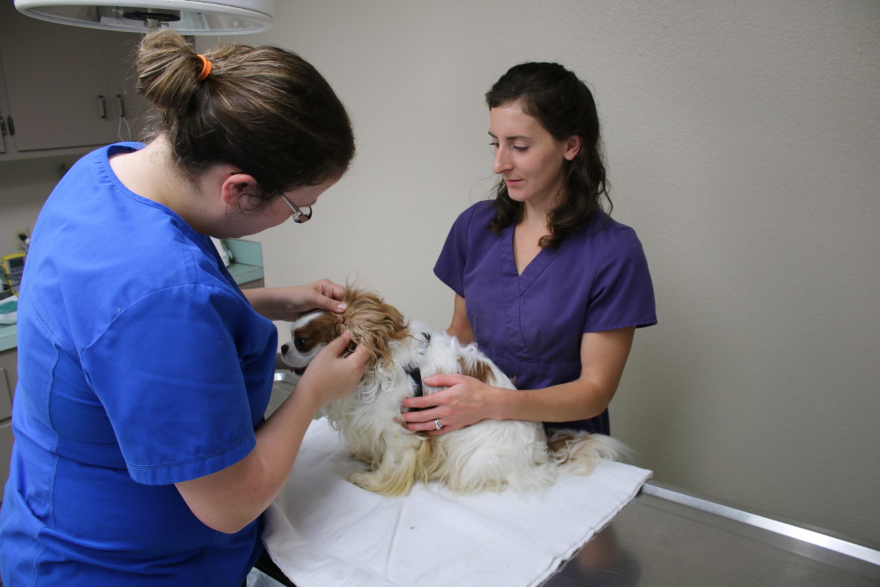 Ferndale, WA New Veterinary Clients Veterinary