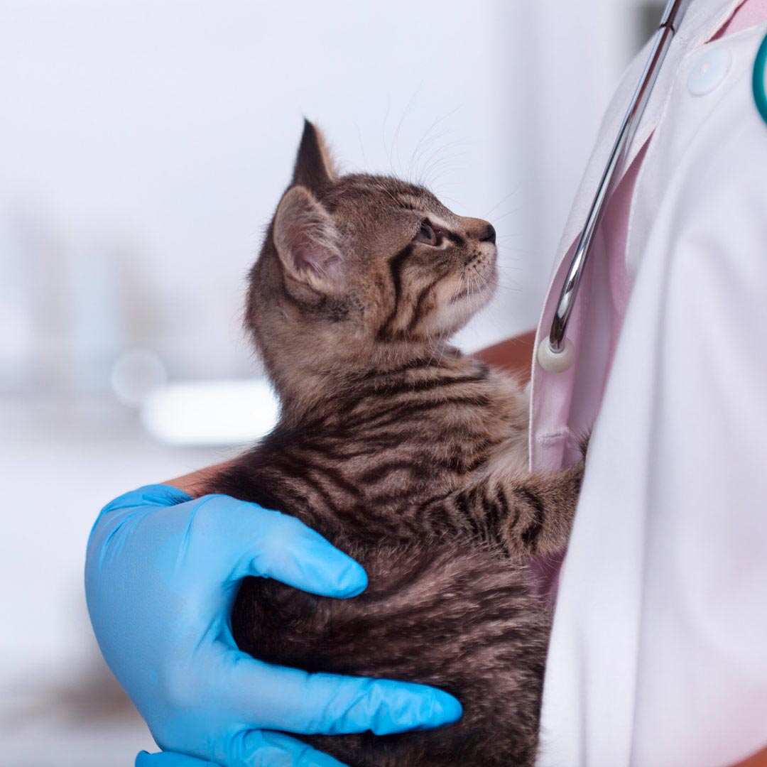 closeup of cat being held by veterinarian
