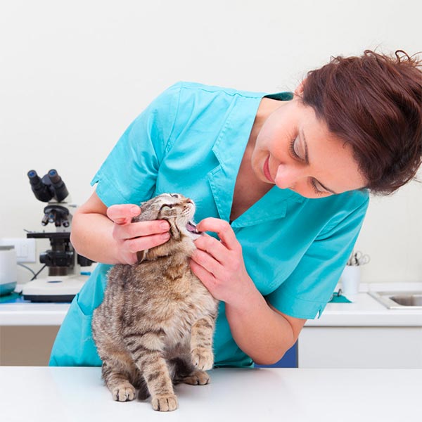 veterinary professional examining cat