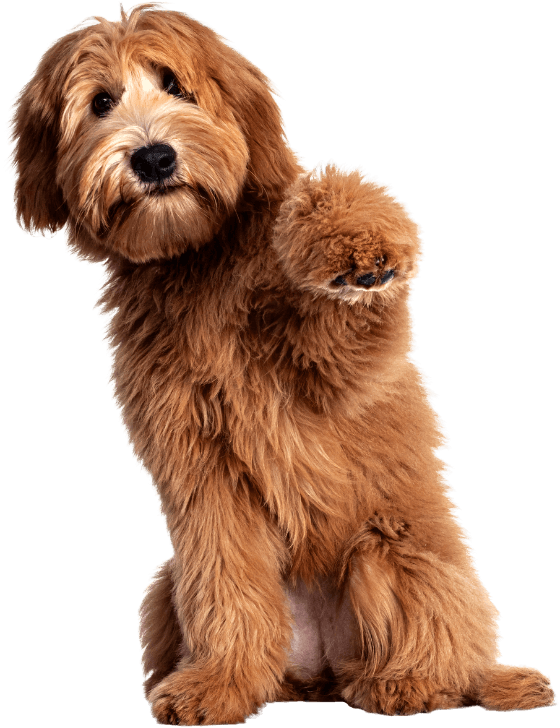 fluffy brown dog with one paw high up in air