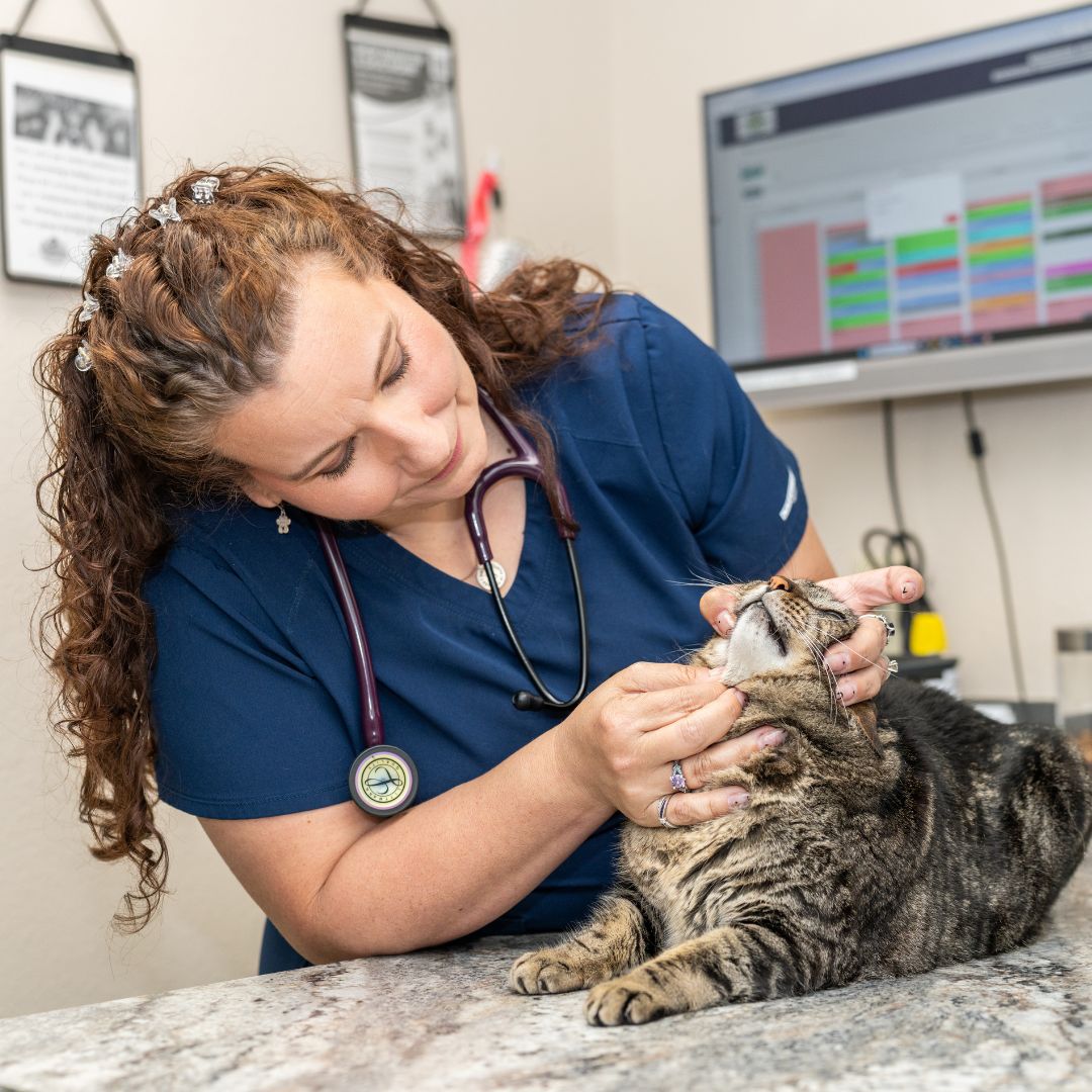 veterinary professional examining cat