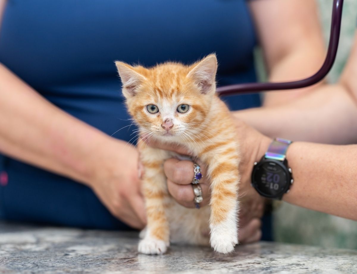 Whatcom Veterinary Hospital